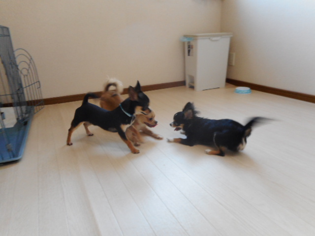 犬の幼稚園わんこ園の様子