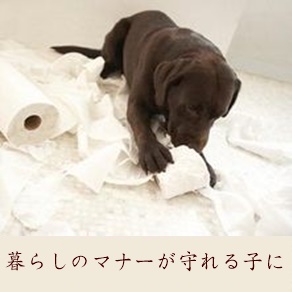 使わないまま家で眠っているアイテムがある