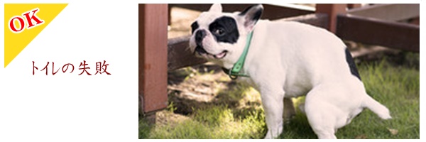 トイレの失敗