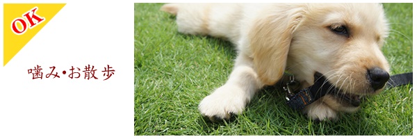 噛み・お散歩